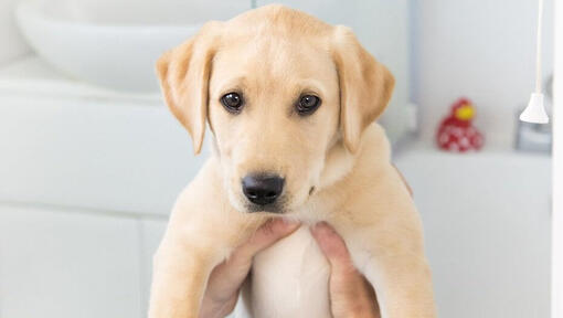 Short hair sale labrador puppy